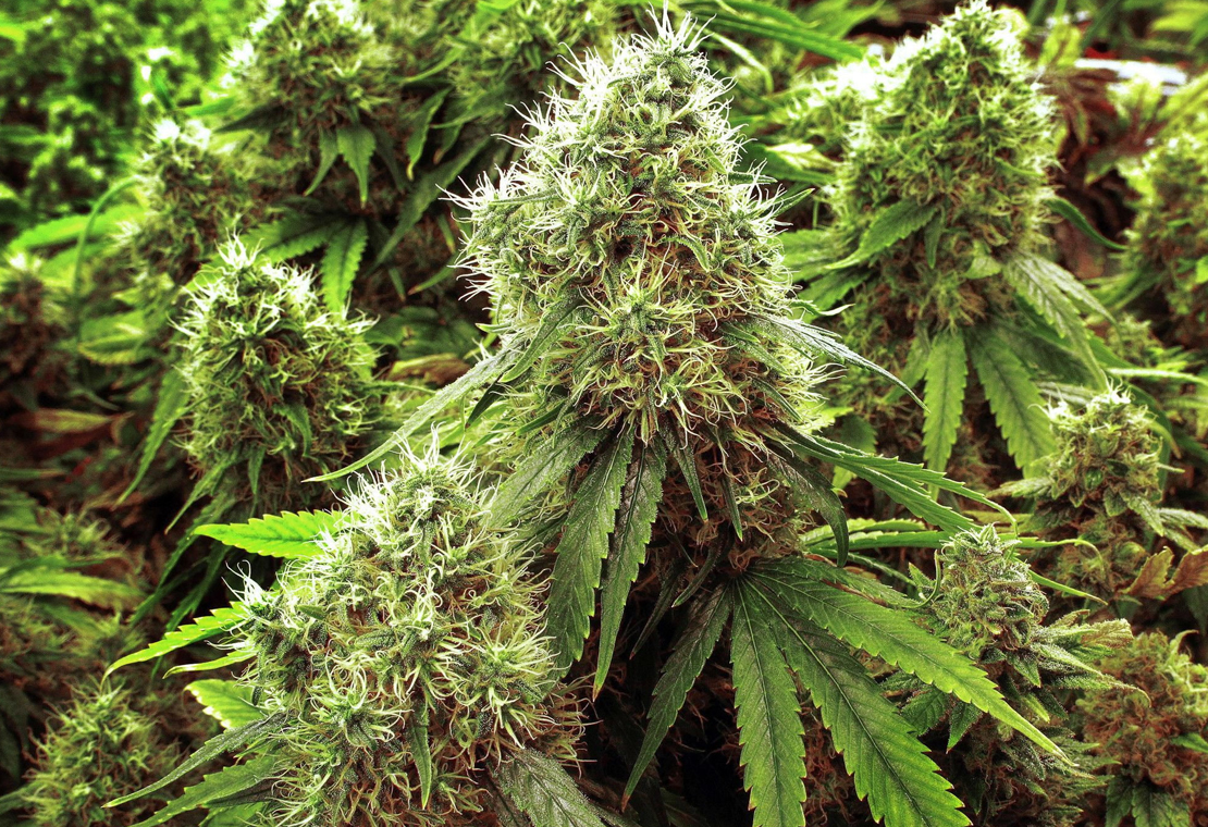 Cannabis Image 3